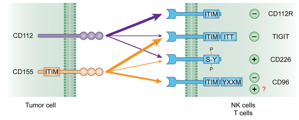 肿瘤免疫治疗中的CD112R/CD112轴(图4)