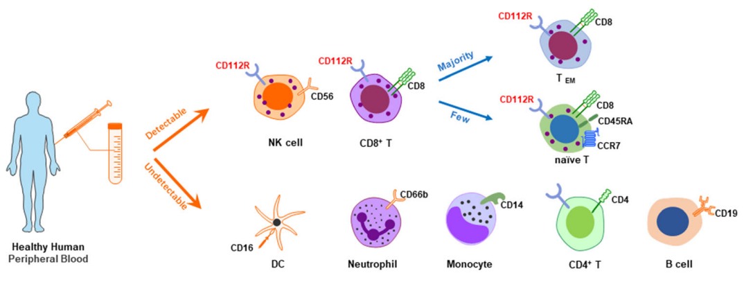 肿瘤免疫治疗中的CD112R/CD112轴(图2)