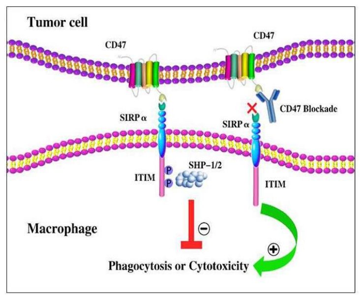 肿瘤免疫治疗之CD47靶向双抗(图1)
