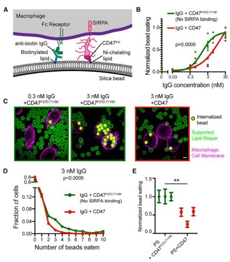 小药谈肿瘤免疫：CD47-SIRPa轴(图1)