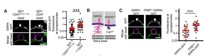 小药谈肿瘤免疫：CD47-SIRPa轴(图2)