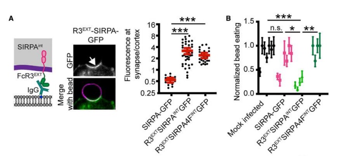 小药谈肿瘤免疫：CD47-SIRPa轴(图4)