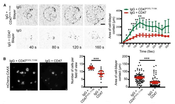 小药谈肿瘤免疫：CD47-SIRPa轴(图5)