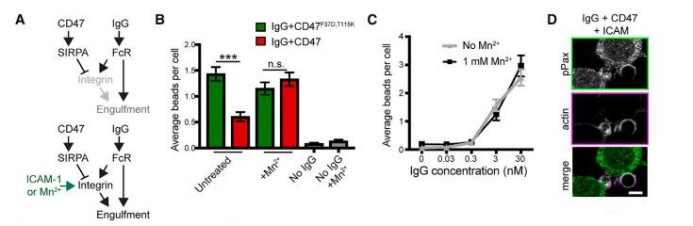 小药谈肿瘤免疫：CD47-SIRPa轴(图6)