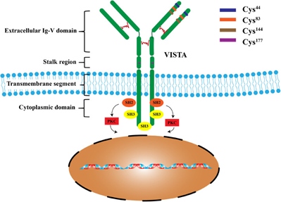 小药谈肿瘤免疫：VISTA(图1)