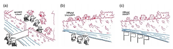 小药谈肿瘤免疫：VISTA(图2)
