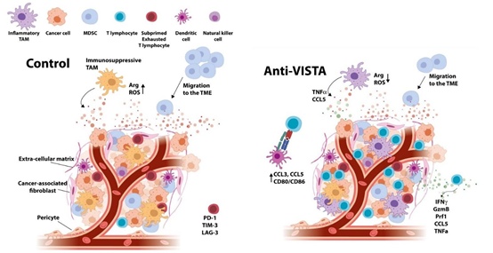 小药谈肿瘤免疫：VISTA(图4)