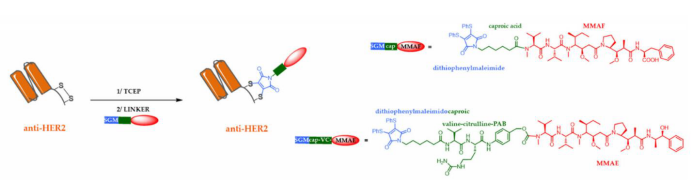 ADC概论：第三代ADC(图5)