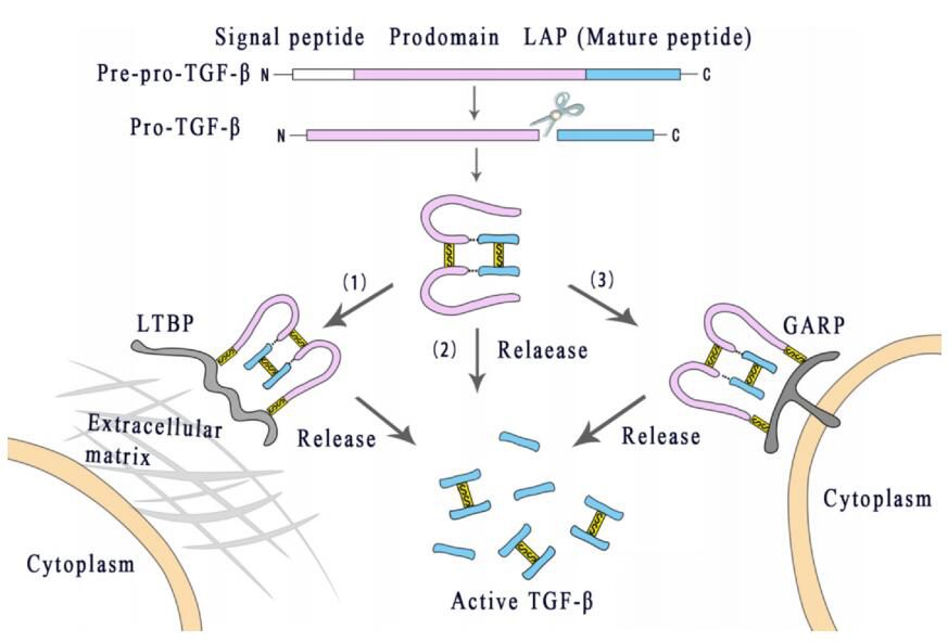 小药谈肿瘤免疫：TGF-β(图1)
