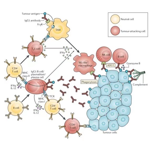 小药谈肿瘤免疫：B细胞(图2)