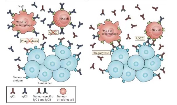 小药谈肿瘤免疫：B细胞(图4)