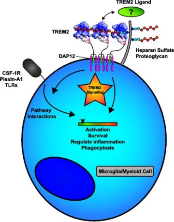 小药谈肿瘤免疫：TREM2(图2)