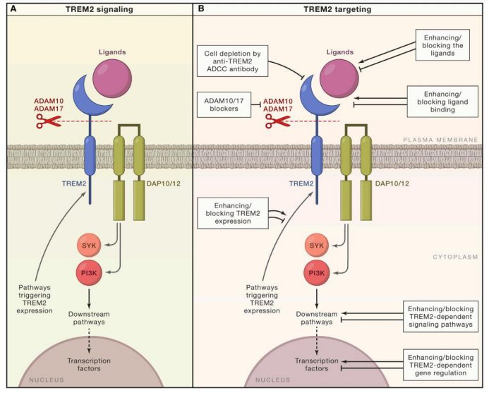 小药谈肿瘤免疫：TREM2(图1)