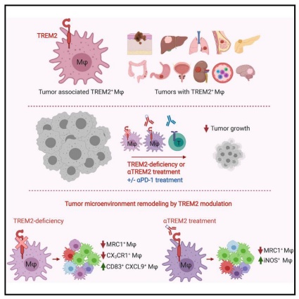 小药谈肿瘤免疫：TREM2(图4)