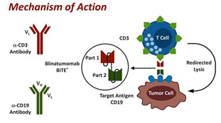 肿瘤免疫：BiTEs和它的兄弟姐妹(图2)