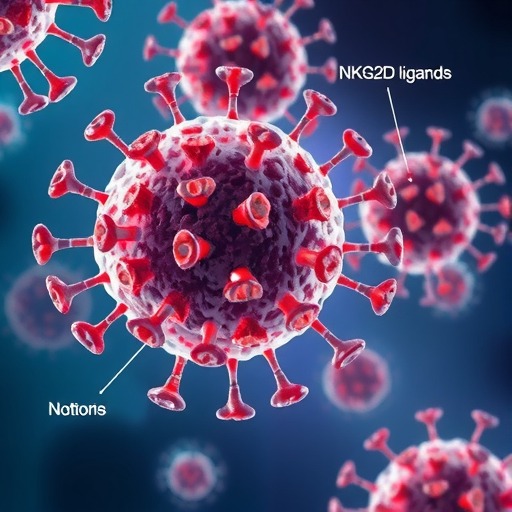 NKG2D配体在免疫肿瘤学中的应用(图2)