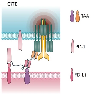 肿瘤免疫：BiTEs和它的兄弟姐妹(图3)