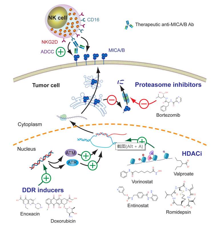 NKG2D配体在免疫肿瘤学中的应用(图4)