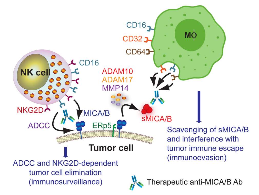 NKG2D配体在免疫肿瘤学中的应用(图3)