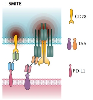 肿瘤免疫：BiTEs和它的兄弟姐妹(图4)