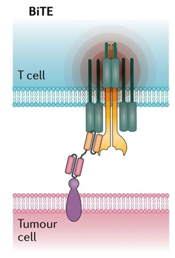 肿瘤免疫：BiTEs和它的兄弟姐妹(图1)