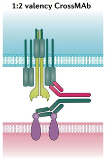 肿瘤免疫：BiTEs和它的兄弟姐妹(图8)
