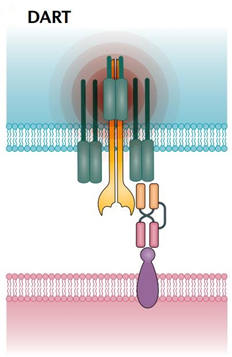 肿瘤免疫：BiTEs和它的兄弟姐妹(图7)