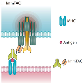 肿瘤免疫：BiTEs和它的兄弟姐妹(图9)