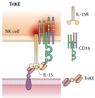 肿瘤免疫：BiTEs和它的兄弟姐妹(图6)