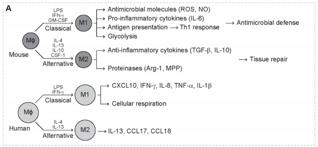 肿瘤中的异质性髓系细胞(图2)