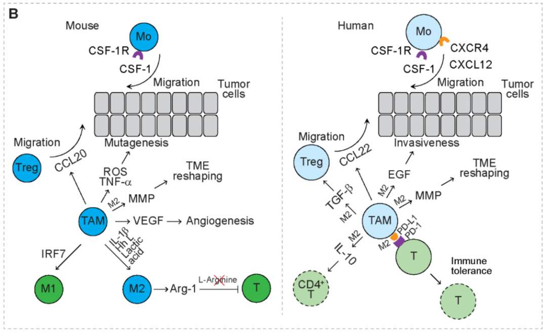 肿瘤中的异质性髓系细胞(图3)