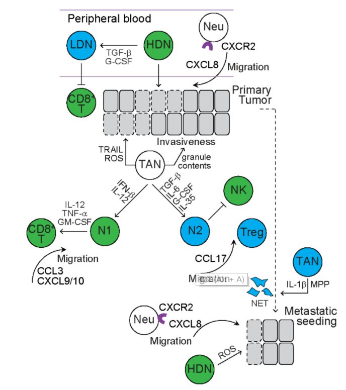 肿瘤中的异质性髓系细胞(图6)