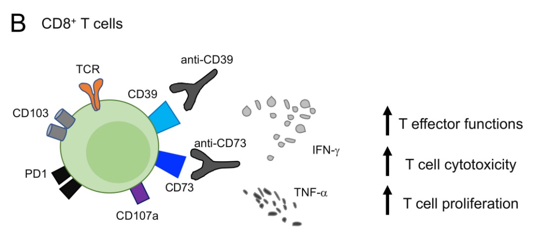 CD39对T细胞的调节作用和功能(图3)