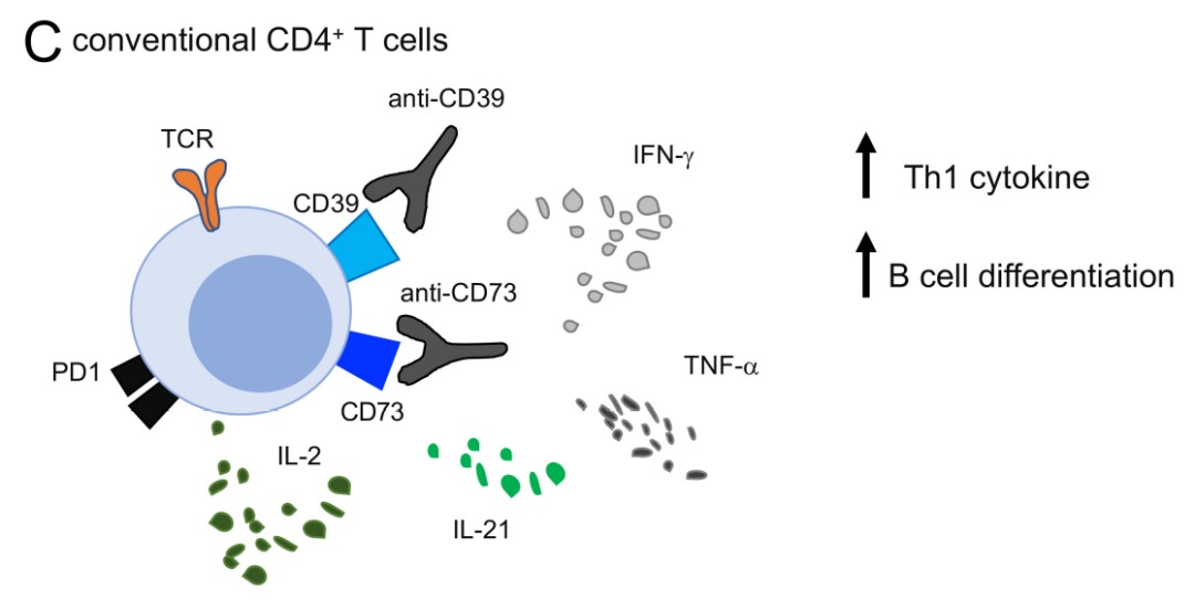 CD39对T细胞的调节作用和功能(图2)