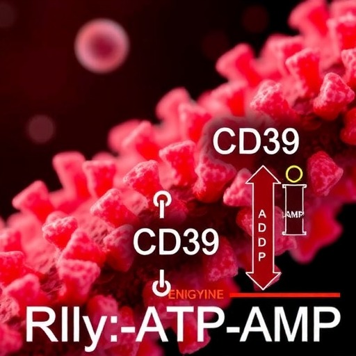CD39对T细胞的调节作用和功能(图4)