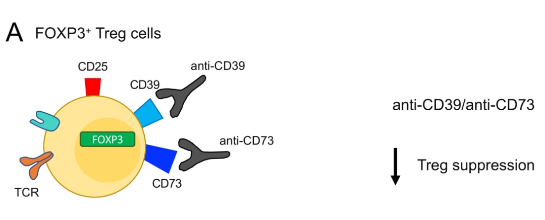 CD39对T细胞的调节作用和功能(图1)