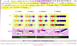 单细胞免疫组库VDJ分析(图4) 单细胞免疫组库VDJ分析(图4)