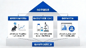 新药研发入门必读:全流程各阶段核心任务详解(图2) 新药研发入门必读:全流程各阶段核心任务详解(图2)