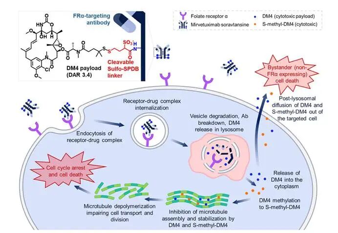 Mirvetuximab Soravtansine的作用机制、临床与转化(图1) Mirvetuximab Soravtansine的作用机制、临床与转化(图1)