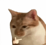 1768962603965041434.png 鎬濈储-琛ㄦ儏鍖?.png