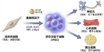 技术深解 | 从重组DNA到细胞移植：生物药的底层逻辑与未来演化路径(图5)