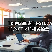 TRIM3通过促进SLC7A11/xCT k11相关的泛素化和降解,加速非小细胞肺癌的铁凋亡(图2) TRIM3通过促进SLC7A11/xCT k11相关的泛素化和降解,加速非小细胞肺癌的铁凋亡(图2)