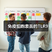 免疫细胞表面的TLR9（图4）