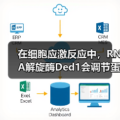 在细胞应激反应中,RNA解旋酶Ded1会调节蛋白质翻译和应激颗粒形成过程(图2) 在细胞应激反应中,RNA解旋酶Ded1会调节蛋白质翻译和应激颗粒形成过程(图2)