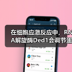 在细胞应激反应中,RNA解旋酶Ded1会调节蛋白质翻译和应激颗粒形成过程(图4) 在细胞应激反应中,RNA解旋酶Ded1会调节蛋白质翻译和应激颗粒形成过程(图4)