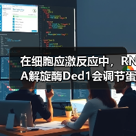 在细胞应激反应中,RNA解旋酶Ded1会调节蛋白质翻译和应激颗粒形成过程(图3) 在细胞应激反应中,RNA解旋酶Ded1会调节蛋白质翻译和应激颗粒形成过程(图3)