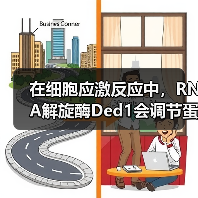 在细胞应激反应中,RNA解旋酶Ded1会调节蛋白质翻译和应激颗粒形成过程(图1) 在细胞应激反应中,RNA解旋酶Ded1会调节蛋白质翻译和应激颗粒形成过程(图1)
